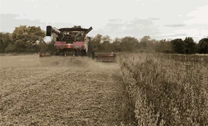 seed terminator successful farming seed terminator successful farming