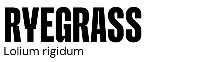 Ryegrass Lolium rigidum Image of Ryegrass