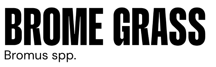 image of brome grass image of brome grass