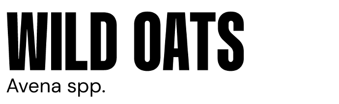 image of wild oats image of wild oats