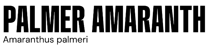image of palmer amaranth image of palmer amaranth