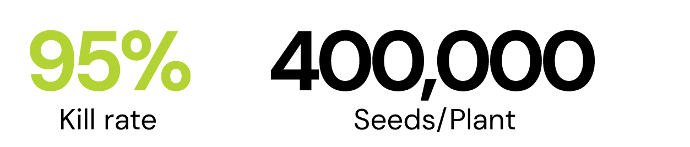waterhemp waterhemp